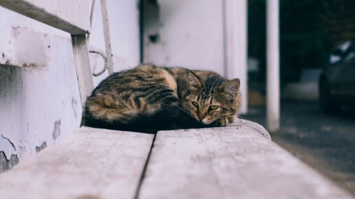 Кошка спит на скамейке