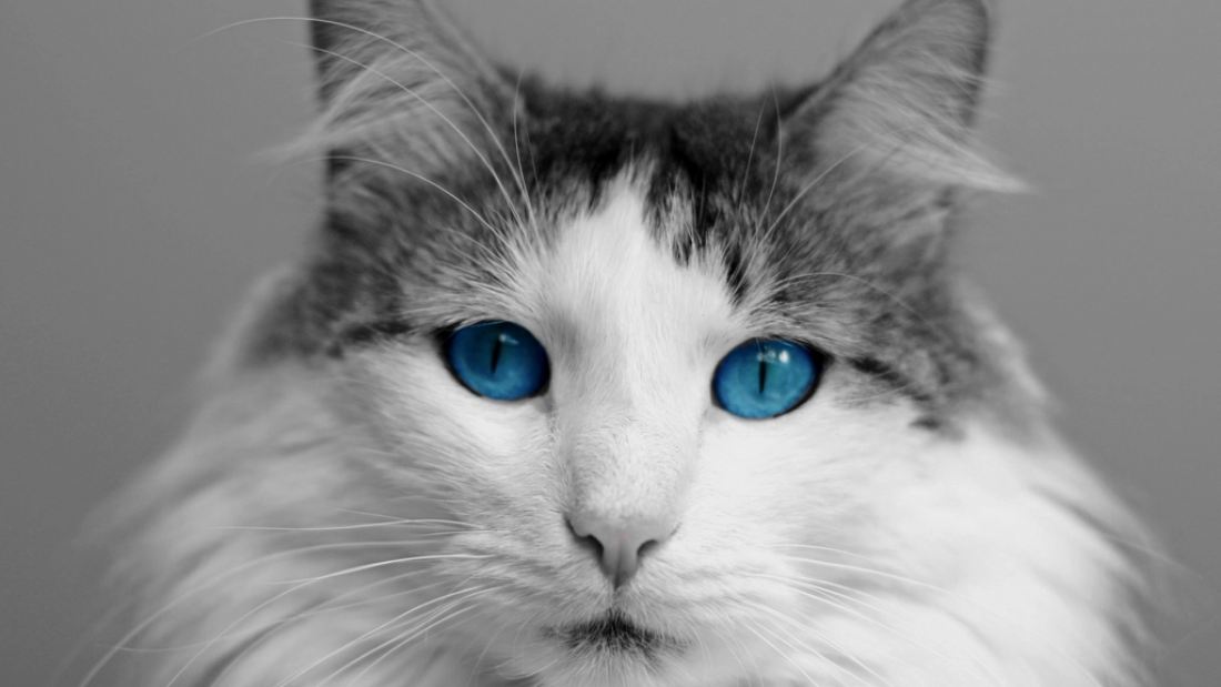 Длинношёрстная кошка с голубыми глазами